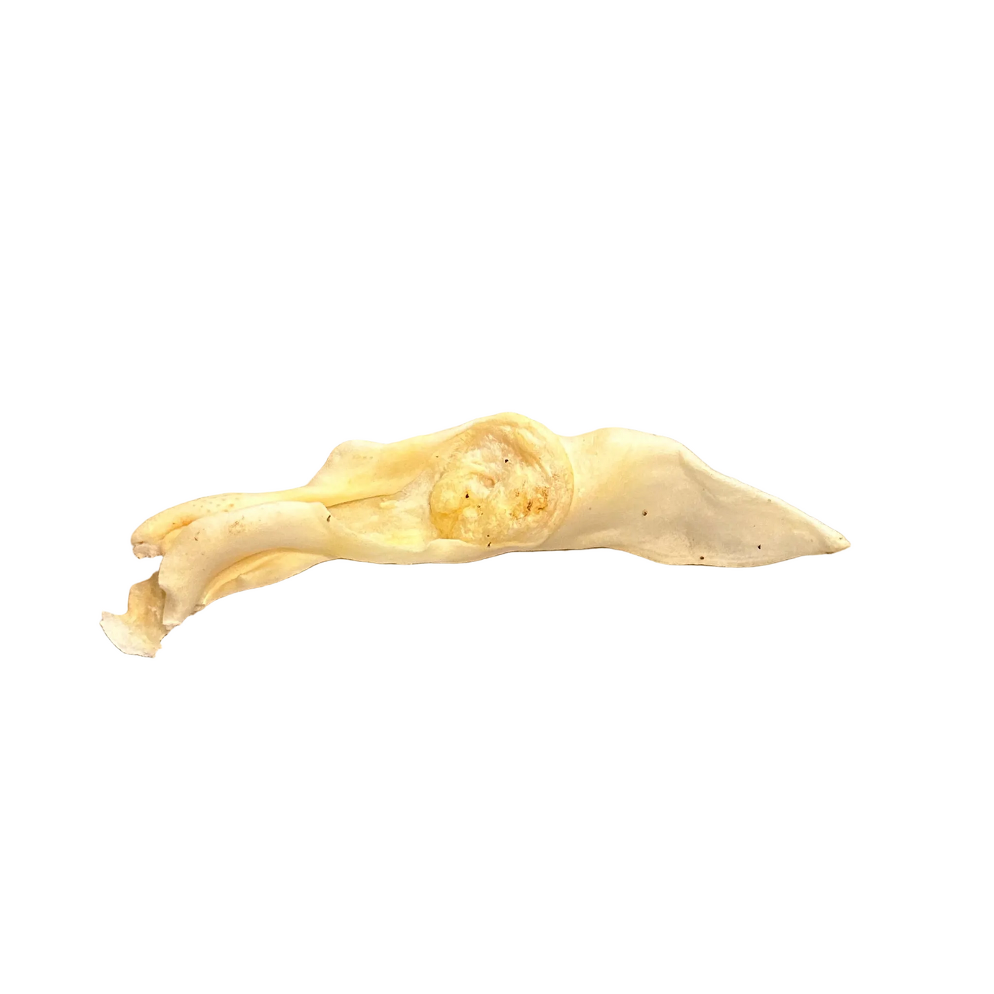 Oreille de lapin soufflée