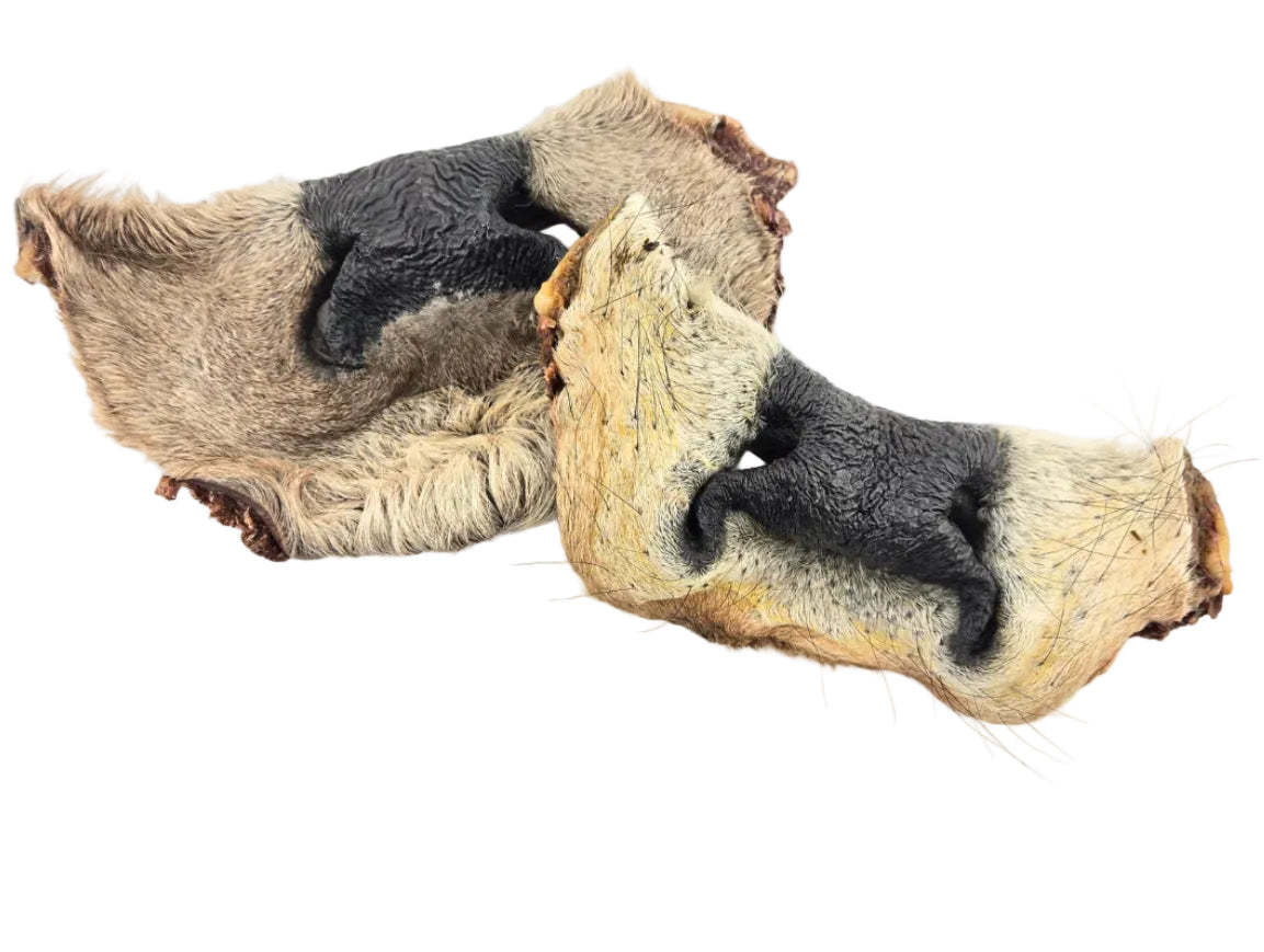 Nez de vache avec poils