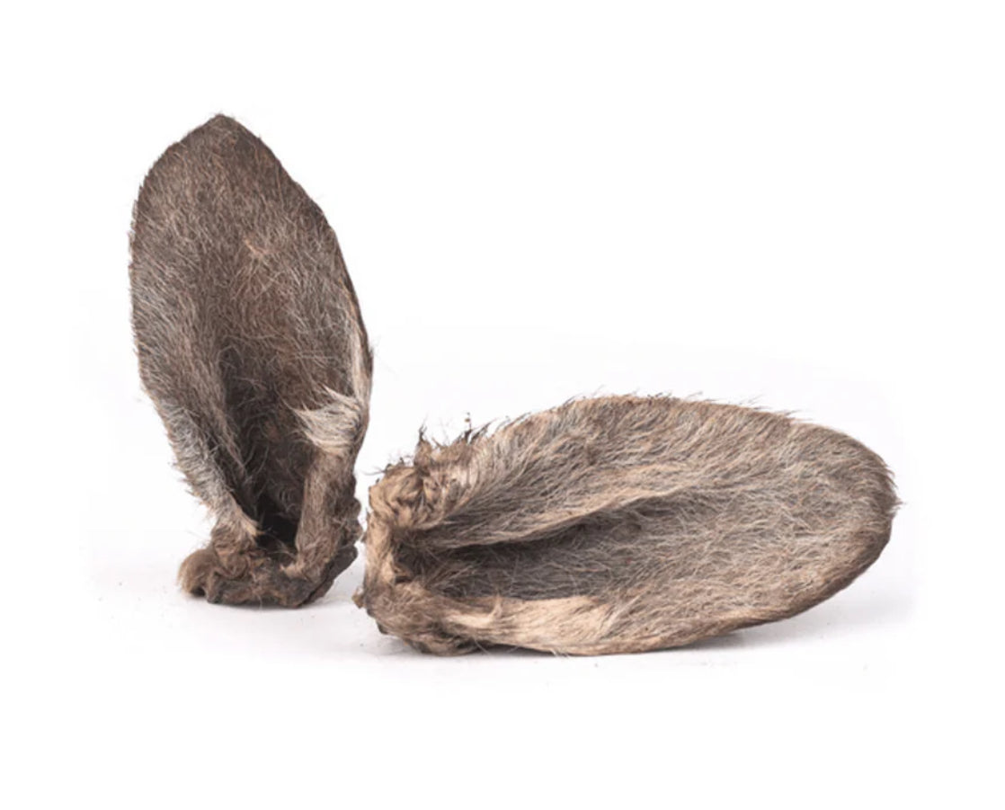 Oreille de kangourou avec poils