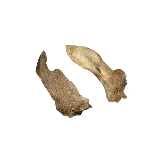 Oreille de chevreuil avec poils