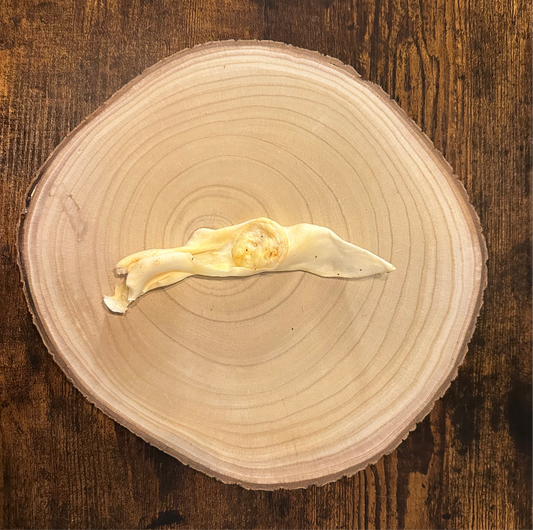 Oreille de lapin soufflée