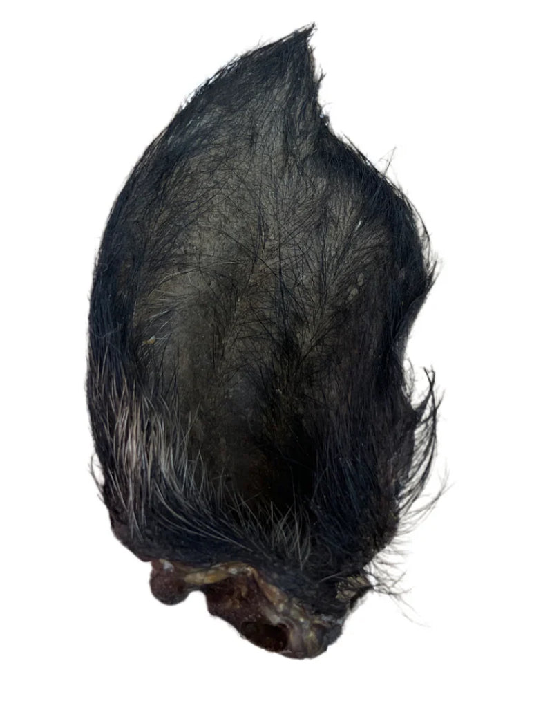 Oreille de sanglier avec poils