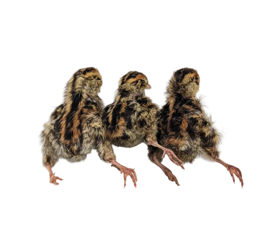 Poussins de caille lyophilisés(5)
