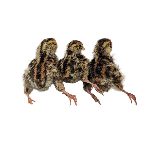 Poussins de caille lyophilisés(5)