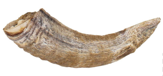 Corne d’agneau SMALL