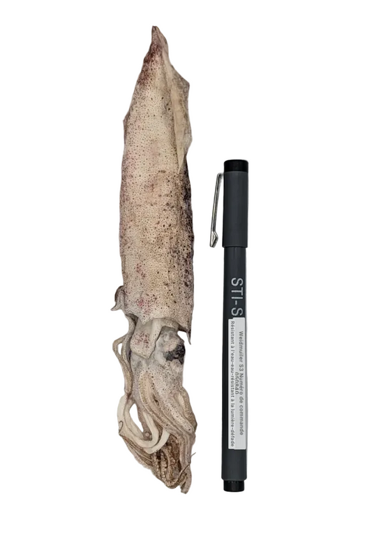 Calamars entiers lyophilisés-30g