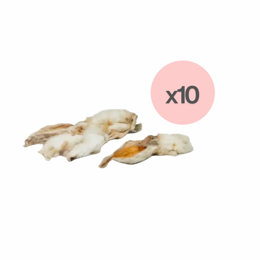 Oreille de lapin (10)