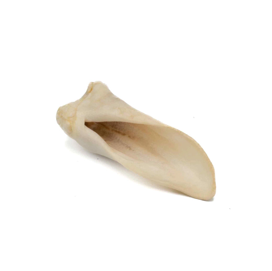 Oreille d'agneau soufflée