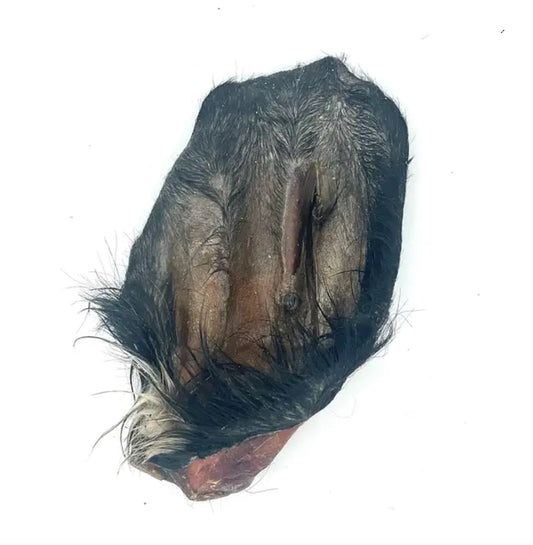 Oreille de vache avec poils